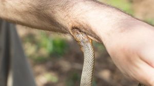 Snake bite on human hand highlighting need for immediate first aid and medical care