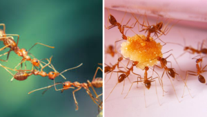 Ants