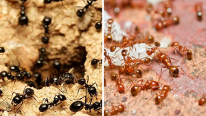 Ants Strength Facts | Amazing Power of Ants in Nature