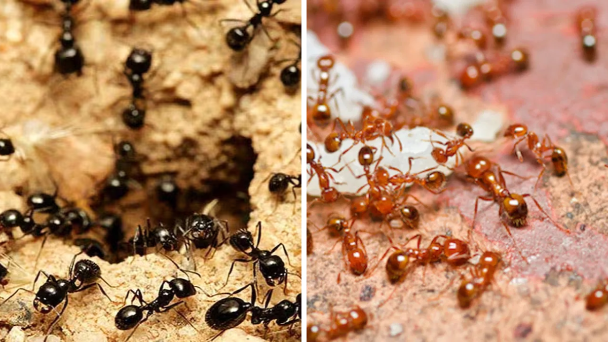 Ants Strength Facts | Amazing Power of Ants in Nature