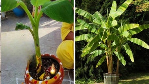 Banana tree