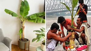 Auspicious Banana Tree in Home: Spiritual and Vastu Benefits