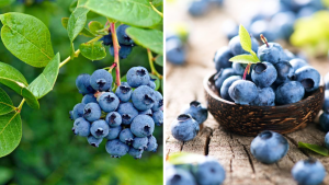 Blueberries Benefits for Women Health