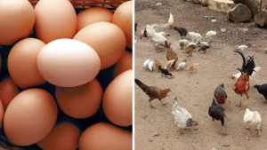 EGGS