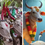 ఆనవాయితీలు, ఆత్మీయతలు, ఆరోగ్య రహస్యాల సమ్మేళనం.. కనుమ నాటి కట్టుబాట్లు ఇవే!