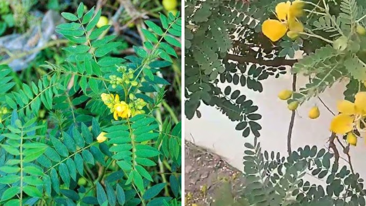 Amazing Medicinal Benefits of Kasivinda (Chennangi) Leaves for Natural Healing