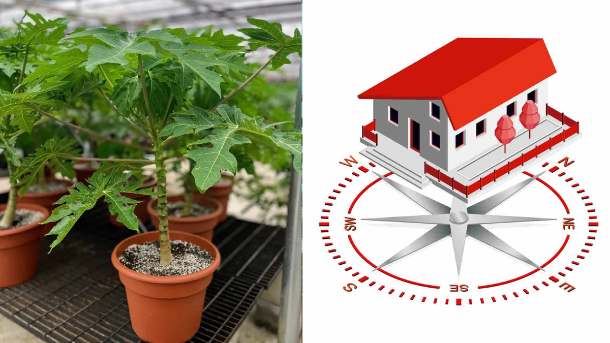 Papaya-tree