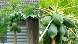 Papaya-tree