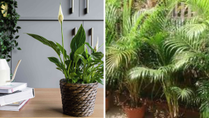 Plant Benefits