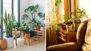 Best Indoor Plants for Clean Air and Healthy Home