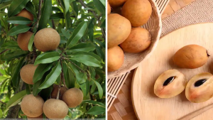 Sapota Fruit Health Benefits in Telugu