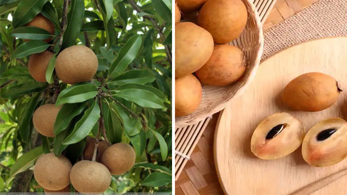 Sapota Fruit Health Benefits in Telugu