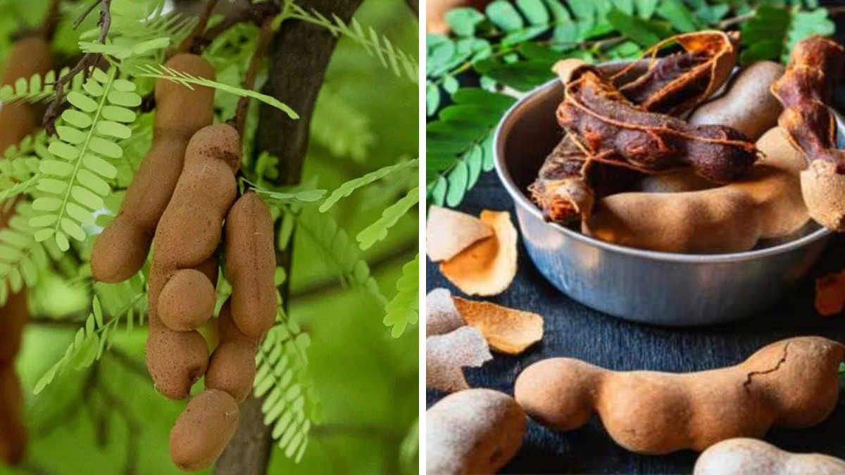 Tamarind