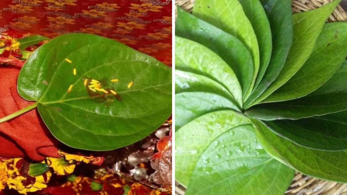 Sacred Betel Leaf (Tambulam) in Hindu Rituals