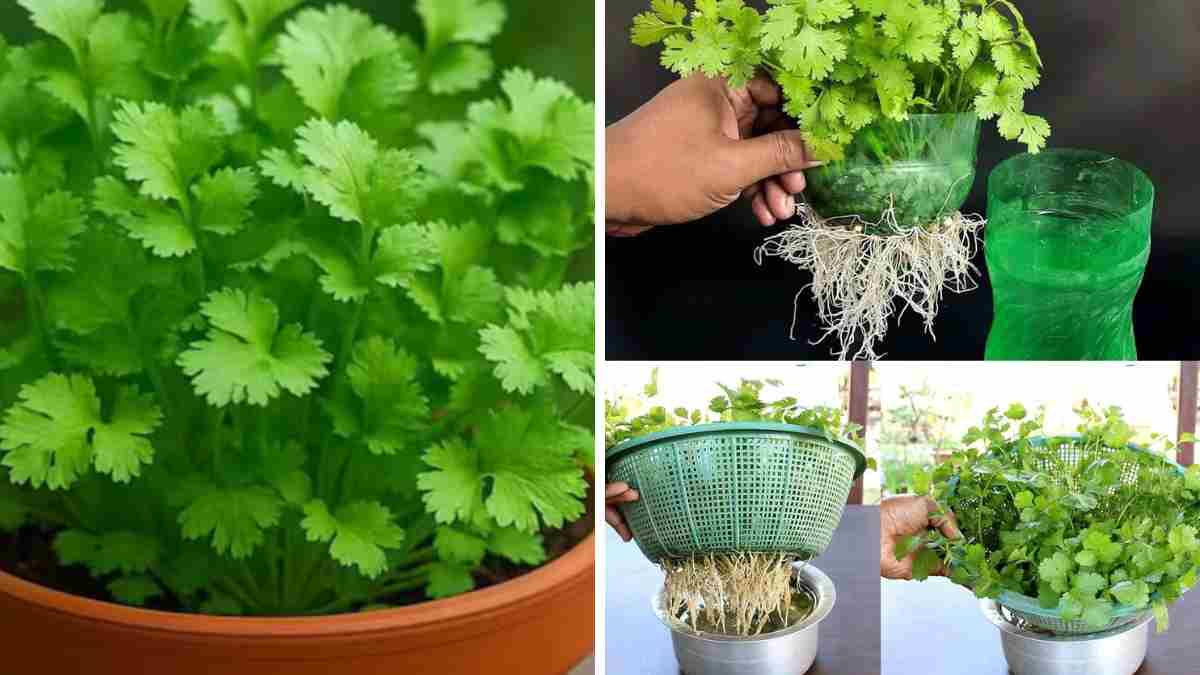 Growing Fresh Coriander at Home in Small Pots
