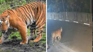 Tiger spotted near Rajahmundry National Highway in East Godavari