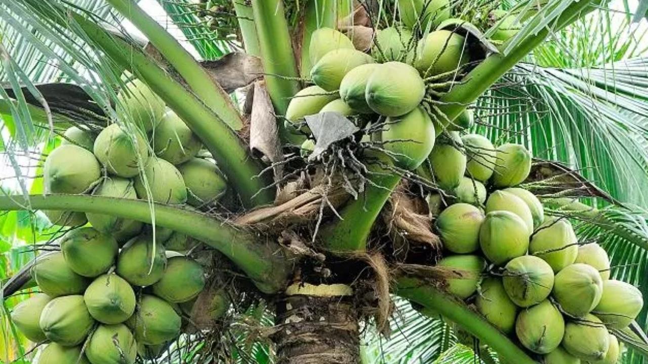 Indias Coconut Productivity