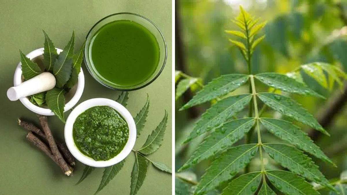 Neem Leaves Health Benefits in Ayurveda