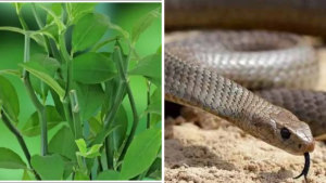 Snake Plant Indoor Plant for Home and Bedroom Oxygen Benefits