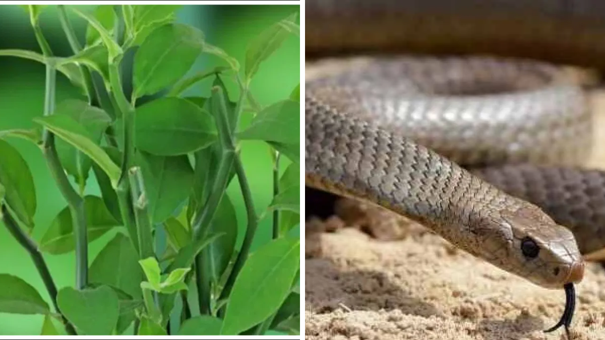 Snake Plant Indoor Plant for Home and Bedroom Oxygen Benefits