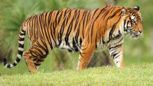 Tiger Alert in Janagaon