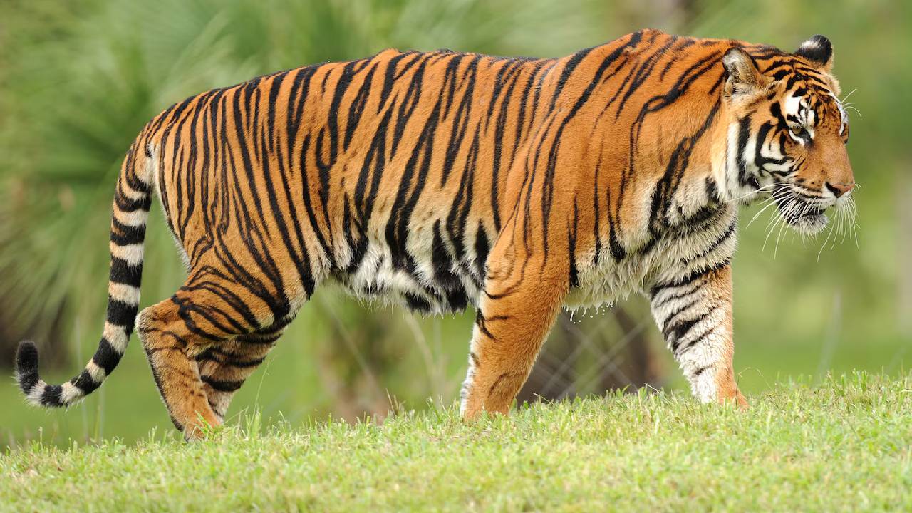 Tiger Alert in Janagaon