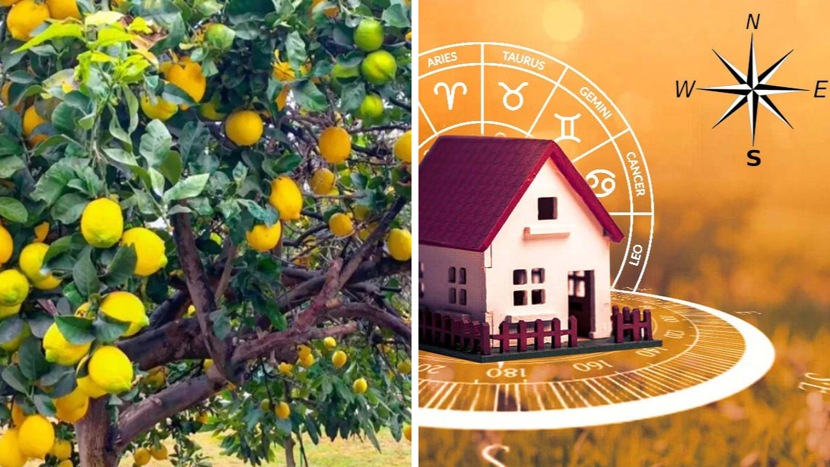 Lemon Plant Vastu Secrets for Home Prosperity