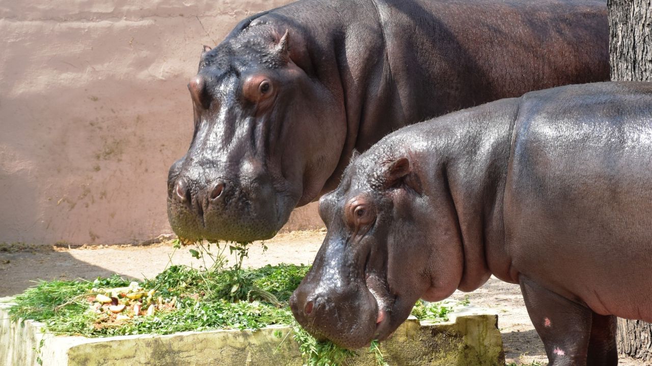 Hippos enjoying special 20 kg nutrition cake at Nehru Zoo Hyderabad
