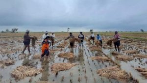 Andhra Pradesh crop loss