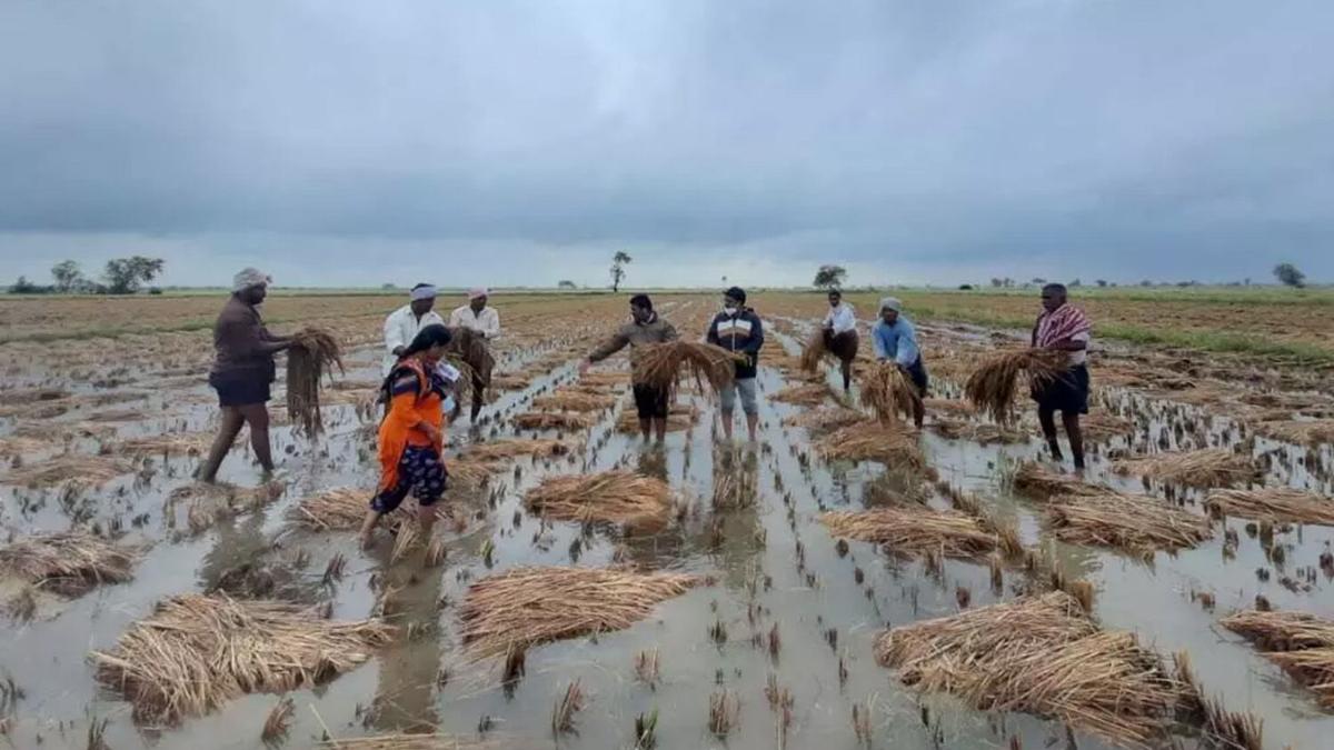 Andhra Pradesh crop loss