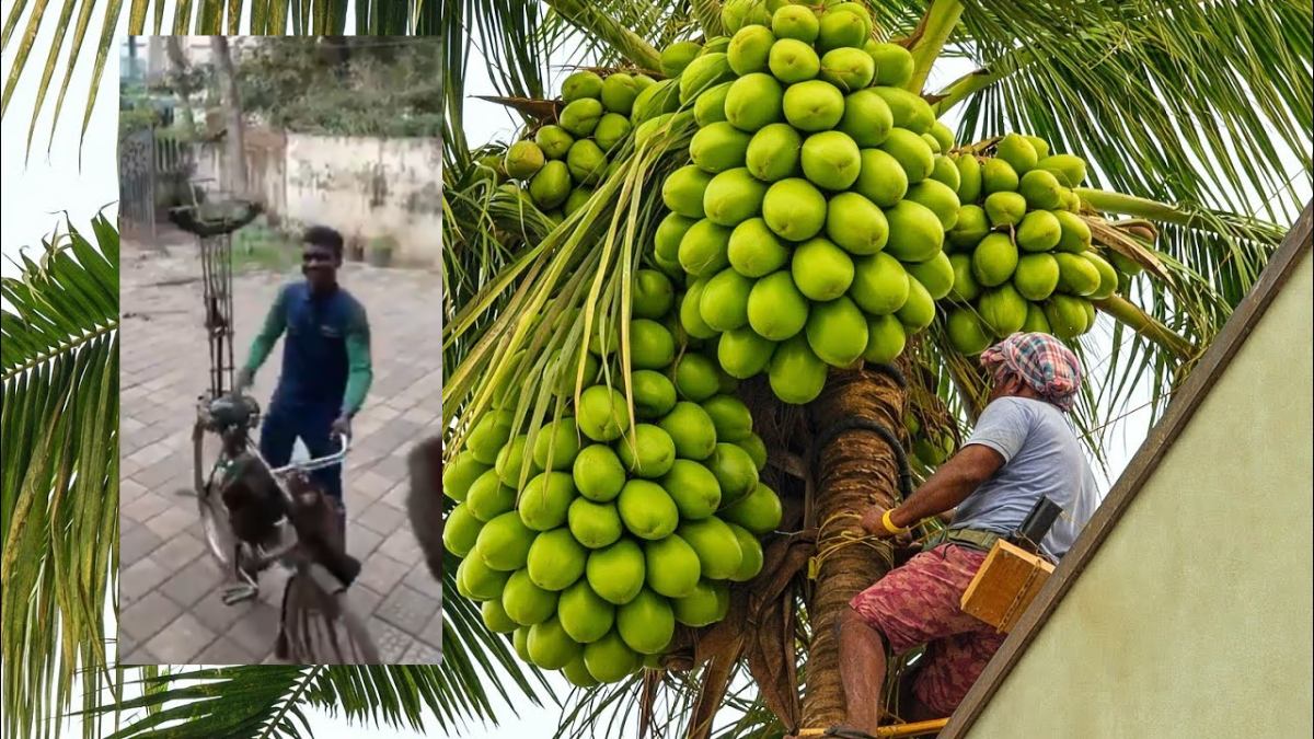A professional climber using a mechanical device to climb a coconut tree as showcased in Anand Mahindra's viral video(Coconut Climber App)