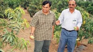 Aerial view of Reliance Jamnagar mango orchard and Mukesh Ambani showcasing mango varieties.
