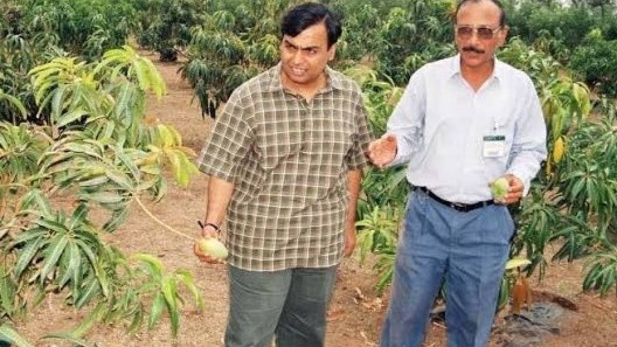 Aerial view of Reliance Jamnagar mango orchard and Mukesh Ambani showcasing mango varieties.