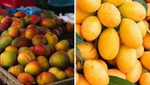how-to-identify-chemical-mangoes-kalthi-mamidi-tips