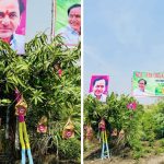 4 సంవత్సరాల క్రితం నాటిన 500 మామిడి మొక్కలు కాయలు కాశాయి – ముఖరాకే గ్రామస్తులు KCR KTR పేరిట ఆర్గానిక్ మాంగో ఫామ్