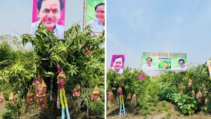 ముఖరాకే గ్రామంలో KCR KTR పేరిట స్థాపించిన ఆర్గానిక్ మాంగో ఫామ్ లో కవర్లు తొడిగిన మామిడి కాయలు
