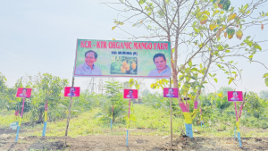 mukharake-village-kcr-ktr-organic-mango-farm-500-trees