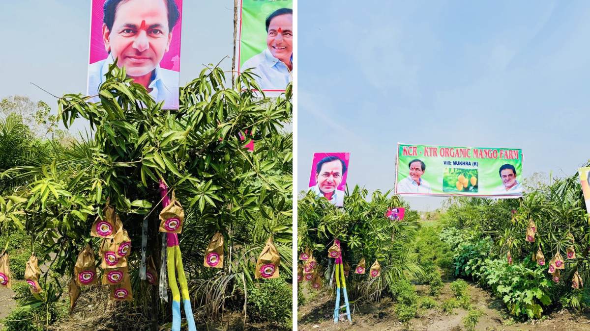 ముఖరాకే గ్రామంలో KCR KTR పేరిట స్థాపించిన ఆర్గానిక్ మాంగో ఫామ్ లో కవర్లు తొడిగిన మామిడి కాయలు