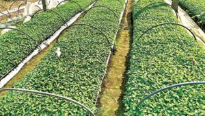 Free Tomato Chilli Seedlings Telangana