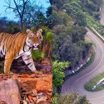 శ్రీశైలం ఘాట్‌లో ఎలివేటెడ్‌ కారిడార్‌.. వన్యప్రాణులపై వైల్డ్‌లైఫ్‌ ఇన్‌స్టిట్యూట్‌తో అధ్యయనం..