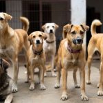 జగిత్యాల జిల్లాలో వీధికుక్క భయాందోళన.. ఒక్క రాత్రిలో 14 మందిపై దాడి