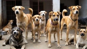 Stray Dog Attack in Jagtial