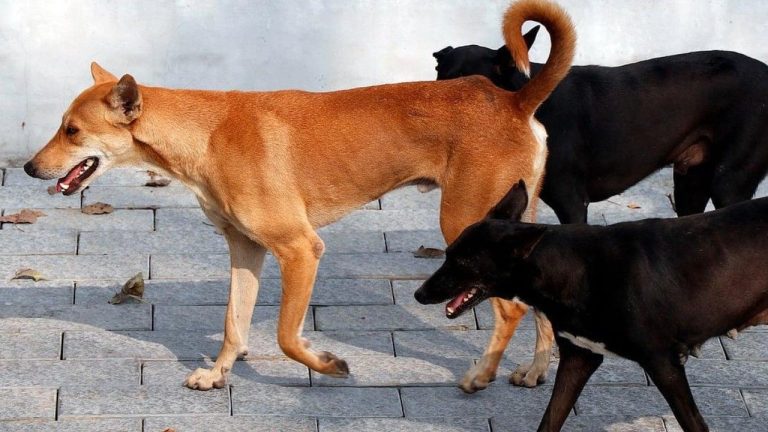 Stray Dog Attack