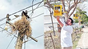 Artificial Bird Nests Mamda Sarpanch