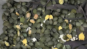 Kolkata airport turtle seizure