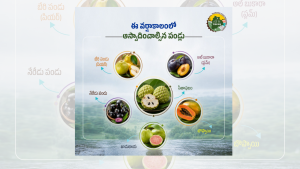 monsoon fruits