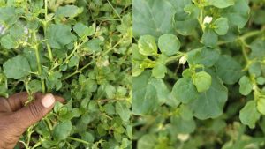 nela-usiri-bhumi-amla-ayurvedic-benefits