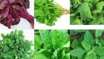 aakukuralu health tips