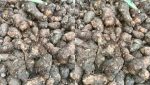Taro root benefits