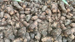 Taro root benefits